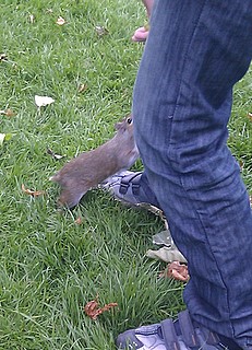Egern på vej op ad Karls ben